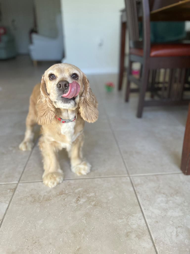 Pet Visits