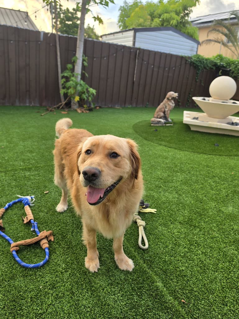 Dogs at Doggie Sleepover