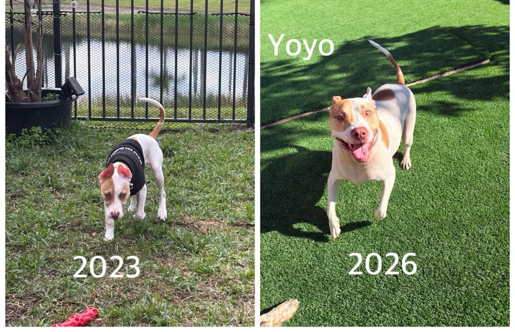 Yoyo has been coming since 2023